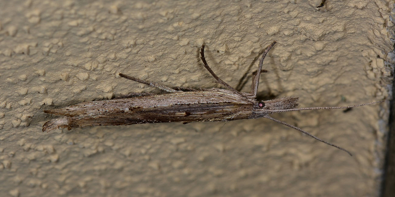 Lepidottero con le code - Cfr. Ypsolopha mucronella